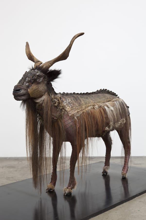 Glenn Kaino Kage No Gundan #1 (Graft), 2008 Taxidermy goat, alligator skin, rubber, glue and thread 96 x 96 x 50 in 243.8 x 243.8 x 127 cm