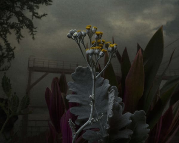 Daniel Shipp - Idle Railway Land, 2014