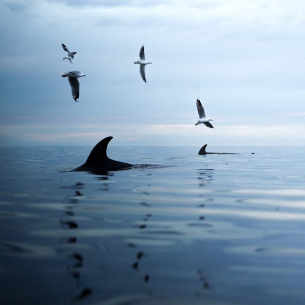 Cam Myers, Feeding Frenzy, Mount Martha, 2025