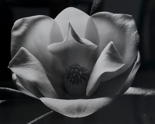 Max Dupain, Magnolia, 1982