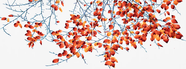 Jackie Battenfield Scarlet Ripples, 2024 30 x 80 inches (unframed), 31.25 x 81.25 inches (framed)