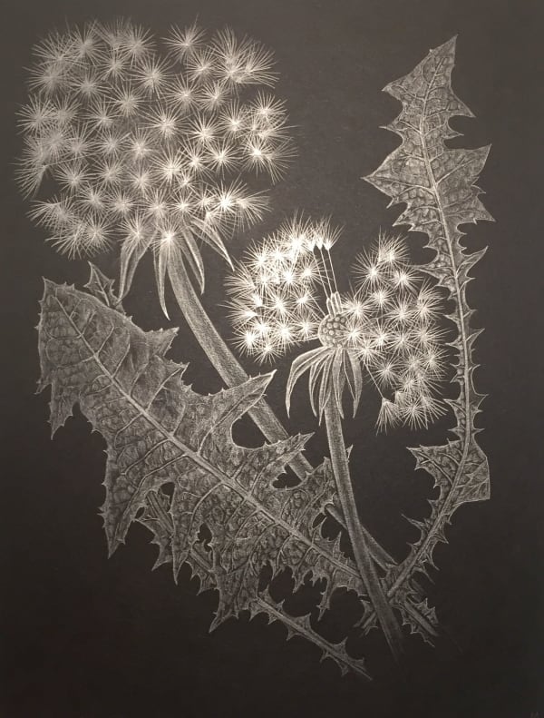 Margot Glass Two Dandelions, 2018 12 x 9 inches (unframed)