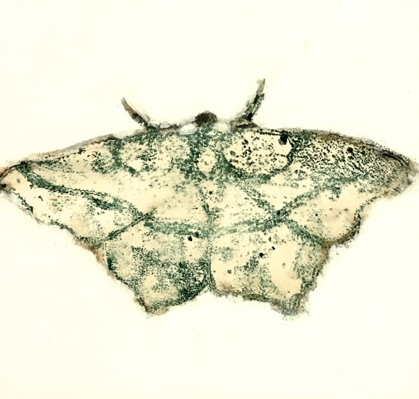 David Konigsberg, Moth #4, 2020