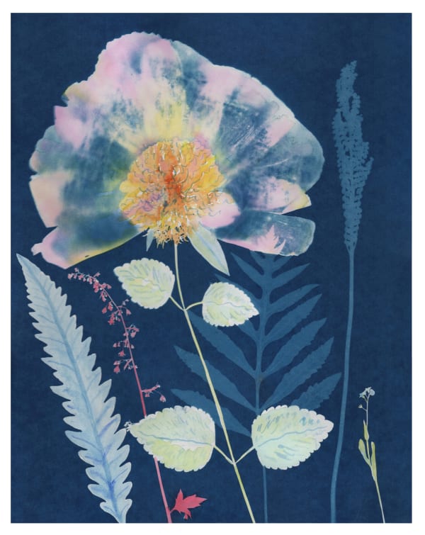 Julia Whitney Barnes Cyanotype Painitng (Peony, Ferns, etc.), 2020 14 x 11 inches (unframed)