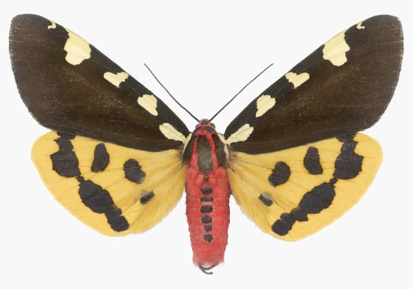 Joseph Scheer Pericallia matronula male, 2015 32 x 44 inches (unframed)
