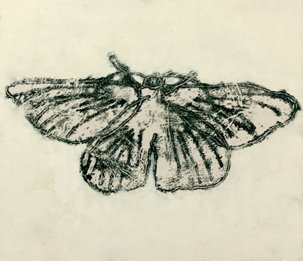 David Konigsberg Moth #7, 2020 7.5 x 8.5 inches