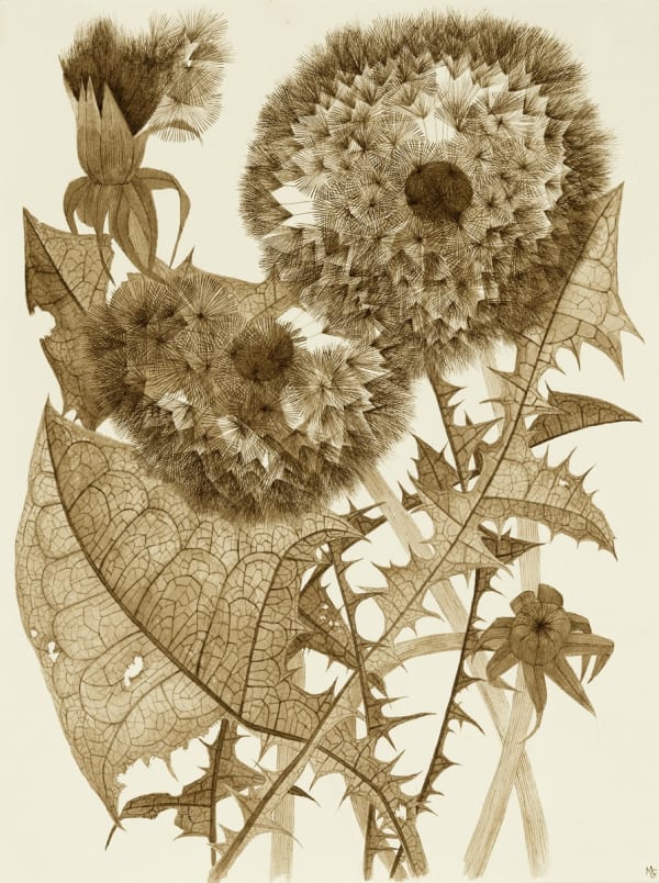 Margot Glass, Two Dandelions with Buds, 2024