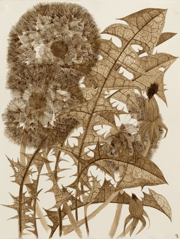 Margot Glass Three Dandelions, 2024 16 x 12 inches (unframed), 18 x 14 inches (framed)