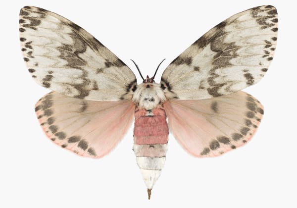 Joseph Scheer Lymantria mathura, 2019 32 x 44 inches (unframed)