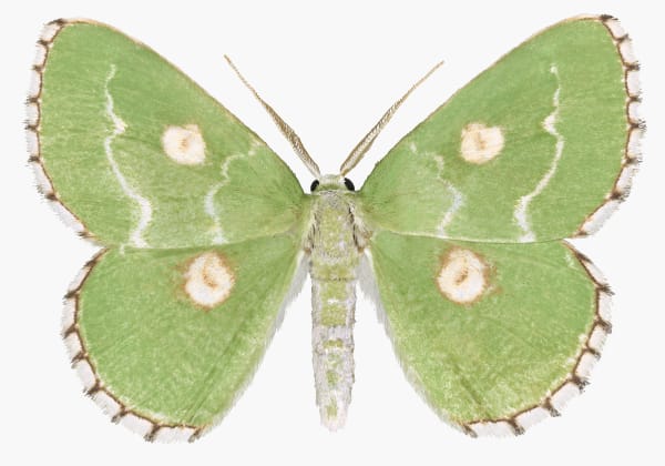 Joseph Scheer Thetidia albocostaria, 2018 32 x 44 inches (unframed)