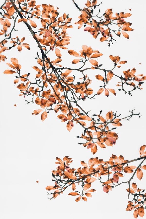 Jackie Battenfield, Coral Fling, 2018