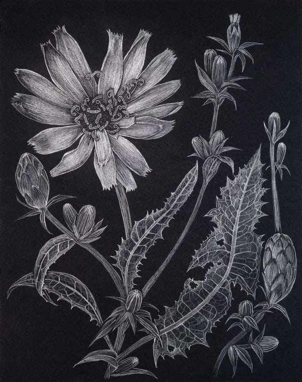 Margot Glass, Chicory 1, 2022