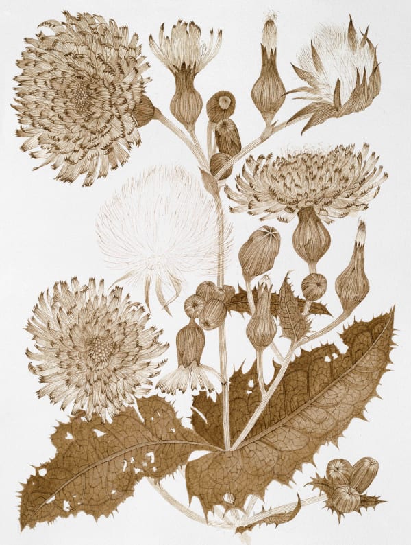 Margot Glass, Sow Thistle 01, 2025