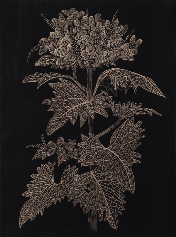 Margot Glass, Garlic Mustard, 2025