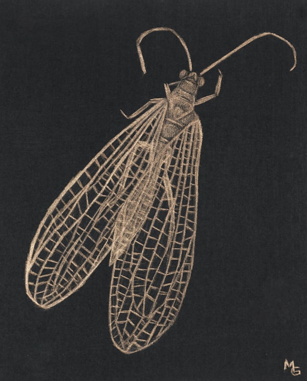 Margot Glass Lacewing, 2020 4.25 x 3.5 inches (unframed) 8.5 x 8 inches (framed)