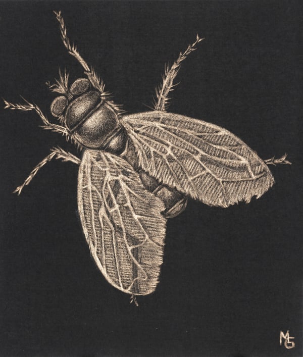 Margot Glass Green Bottle Fly, 2020 3.5 x 3 inches (unframed), 8 x 7.5 (framed)