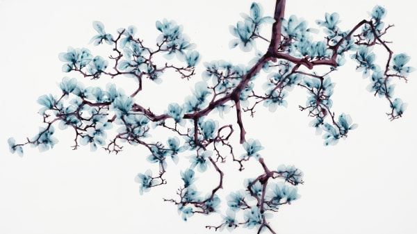 Jackie Battenfield, Sashay, 2025