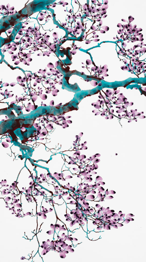 Jackie Battenfield Aria (turquoise), 2023 72 x 40 inches (unframed), 73.25 x 41.25 inches (framed)