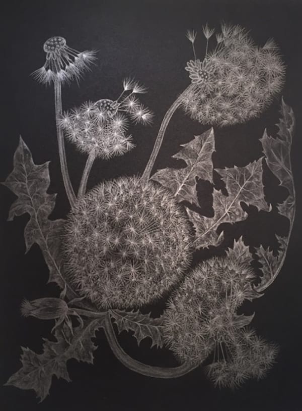 Margot Glass Five Dandelions, 2018 12 x 9 inches (unframed) 14.5 x 11.75 inches (framed)