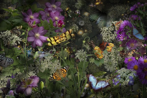 Lisa A. Frank A Living Flash of Light..., 2020 30 x 45 inches (image), 36 x 51 inches (paper size) $2400 (unframed) 37 x 52 inches, (framed)