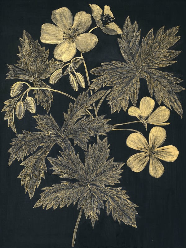 Margot Glass, Wild Geranium, 2021
