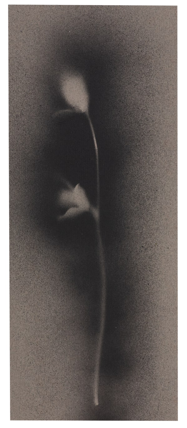 UKRAÏNA 5 Paper 11.5x28cm