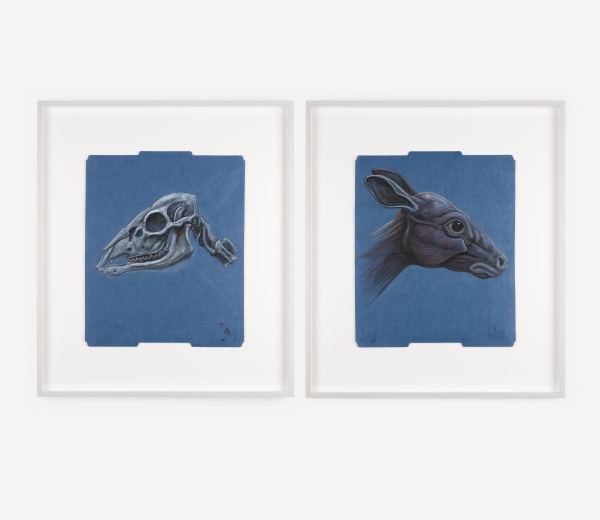 ROA, COMPARATIVE STUDY CERVIDAE - Comparative Study True Dear, 2021