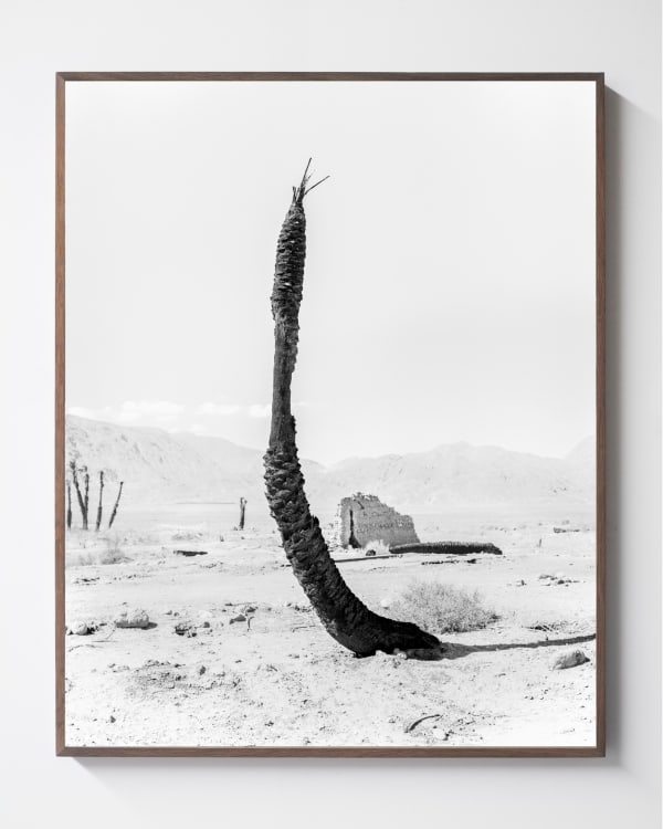 Sybren Vanoverberghe, From the series Conference of the Birds - Palm 07, 2019