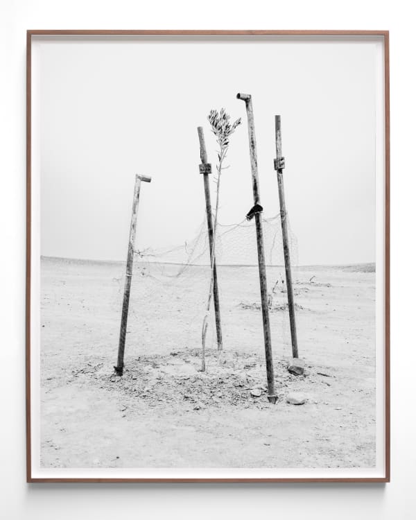 Sybren Vanoverberghe, Branch, 2023