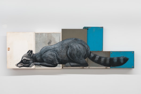 ROA, PROCYON LOTOR (Raccoon - Gewone Wasbeer), 2023