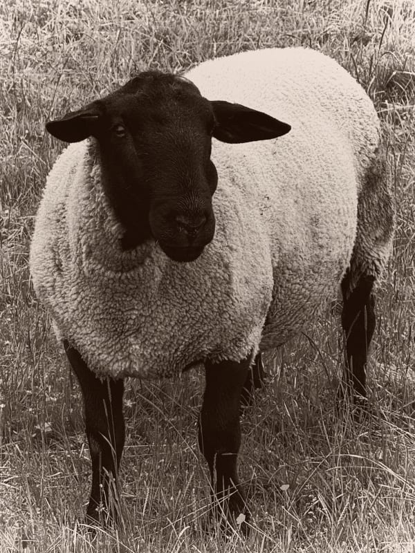 Paul Kooiker, Untitled (Sheep), 2024