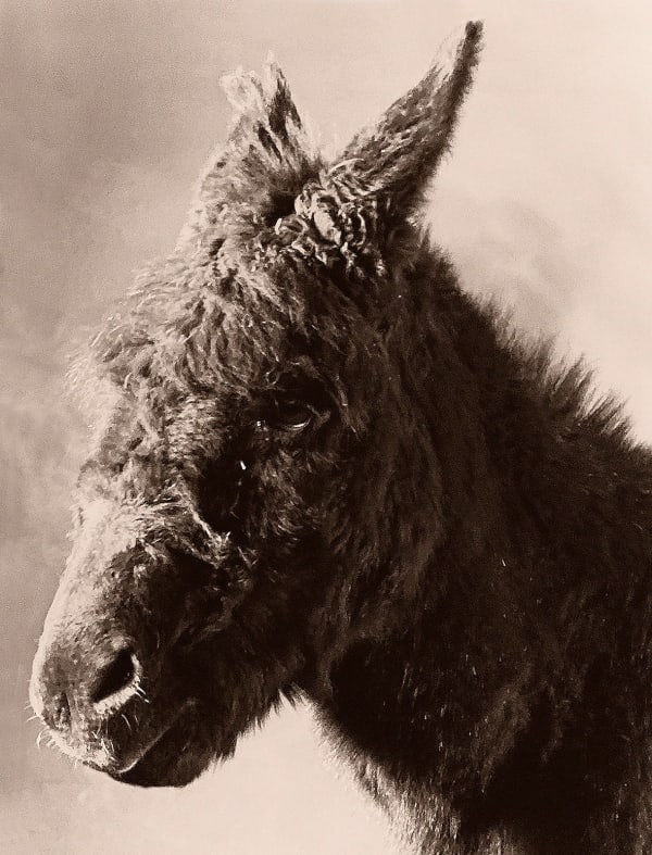 Paul Kooiker, Untitled (Donkey), 2020