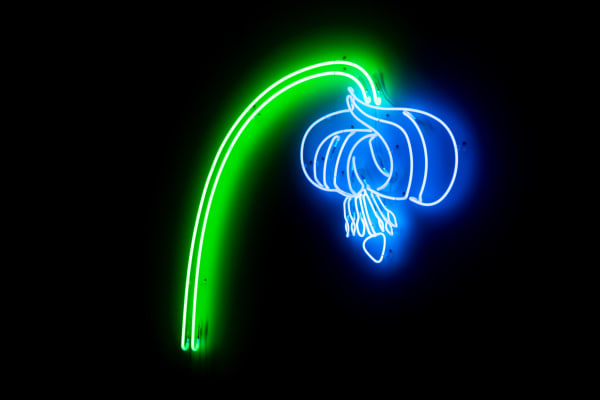 Daan Gielis, Wilting Flower #4, 2022