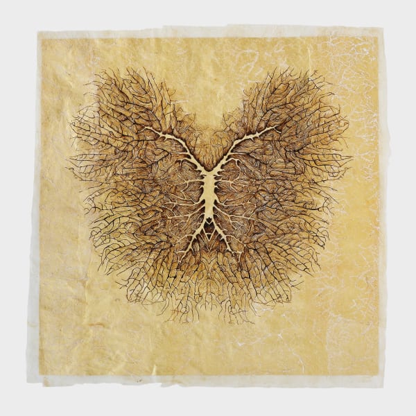 Javier Pérez, Reticulae Natura, 2014