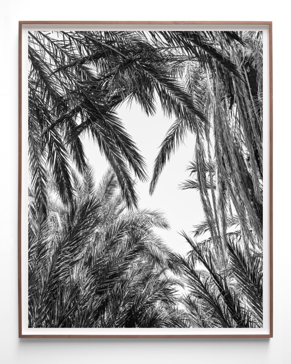 Sybren Vanoverberghe, Palms, 2023