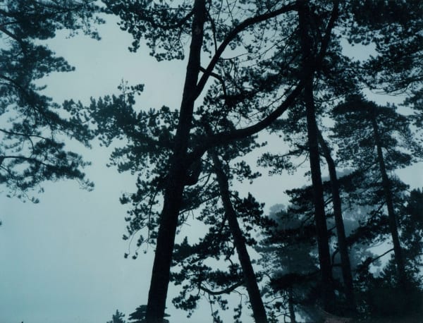 Gary Coyle, Fog Vico Road, 2005