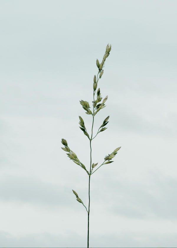 Michael Boran, Greenfly, 2016