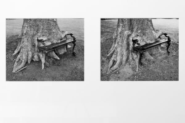 Sean Lynch, The Hungry Tree, 2020