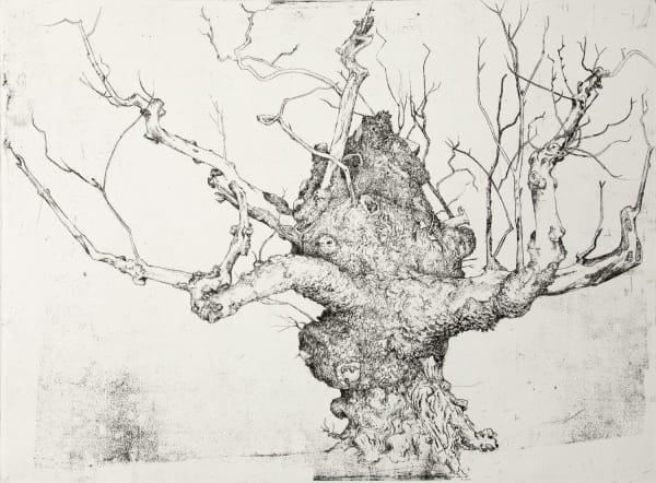 Beauly Elm 2