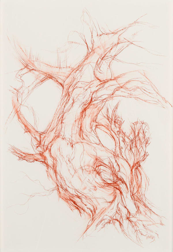 Tansy Lee Moir Abercorn Yew North, 2022 conte and sanguine on paper 37cm x 55cm (65cm x 47.5cm framed)