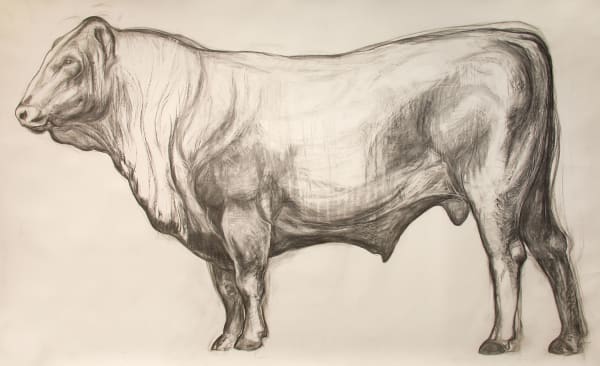 Helen Denerley Bull drawing, 2019 charcoal 182cm x 304cm