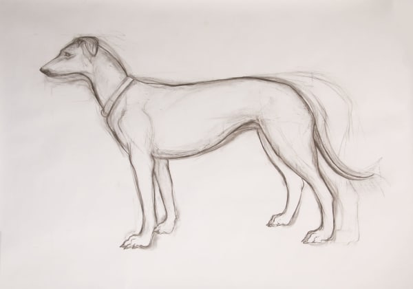 Helen Denerley Dog drawing, 2019 charcoal 120cm x 140cm