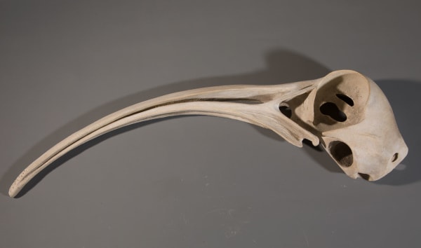 Illona Morrice Curlew Skull, 2019 ceramic 83cm x 23cm x 10cm