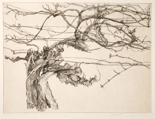 Ian Westacott Historic Lady de Coverley Vine, Mildura, 2014/17 etching 45cm x 60cm Ed 5/20