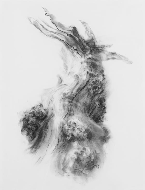 Tansy Lee Moir Confluence 2, 2020 charcoal on paper 65cm x 50cm (76cm x 61cm framed)