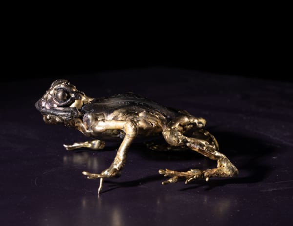 Frog i