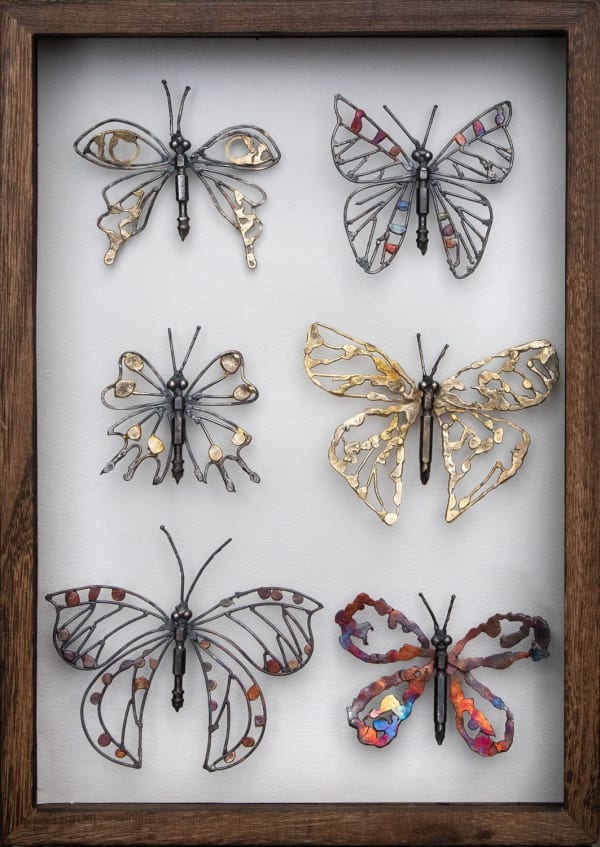 buterfly specimen box helen denerley