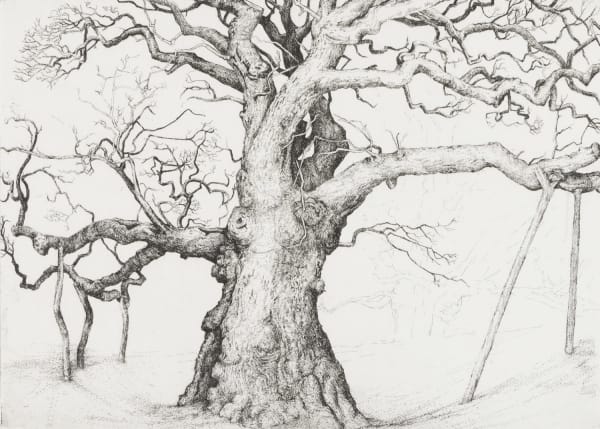 Birnam Oak 2