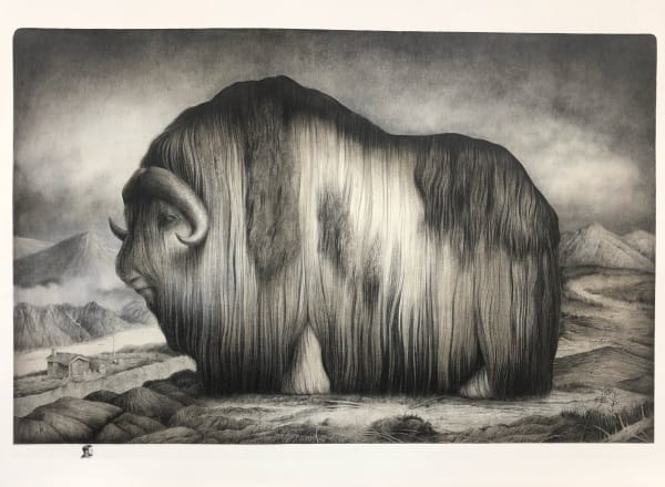 Sverre Malling, Norwegian Muskox, 2018