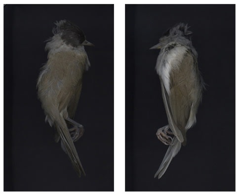 Alison Stolwood, Black Cap (Diptych), 2012